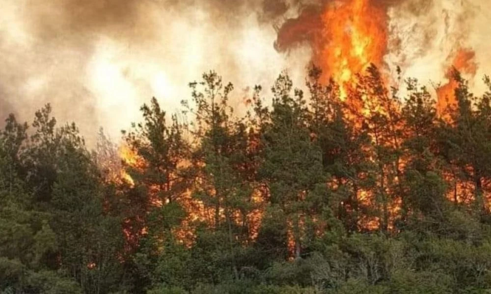 Ηλεία: Υπό μερικό έλεγχο η φωτιά που ξέσπασε